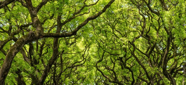 The cemetery is in the barrio or district of Chacarita, in the western part of Buenos Aires. Its main avenue is shaded by a beautiufl canopy of Jacaranda trees