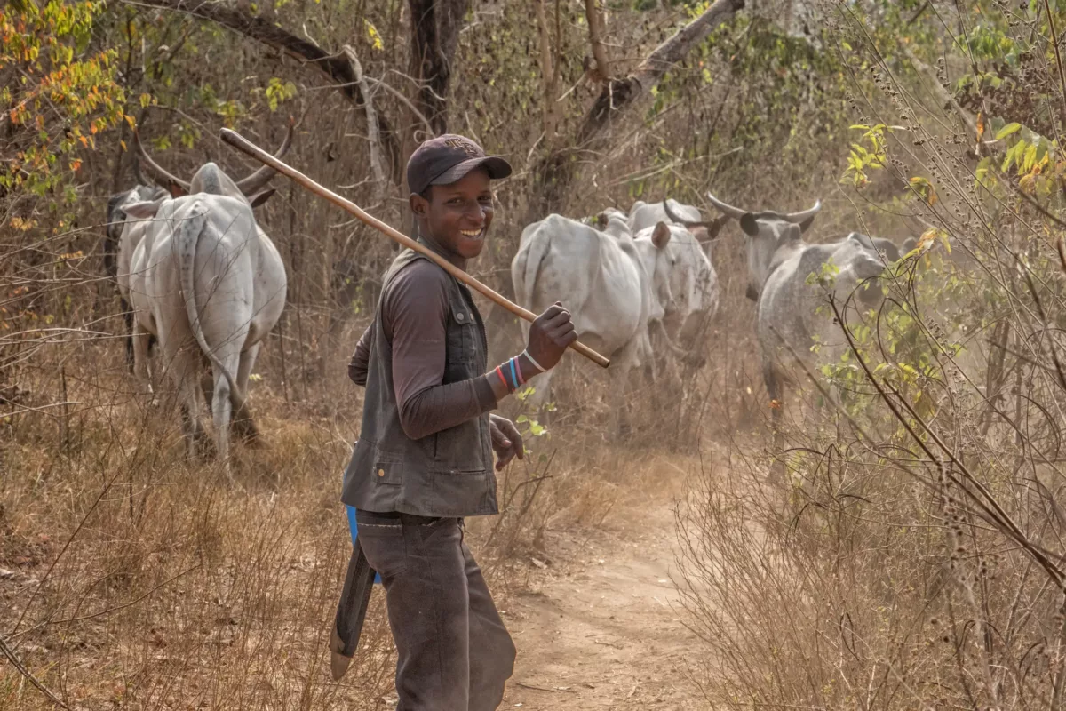 Wandering through the bush in rural Benin, we bumped into this friendly young fellow driving his herd.