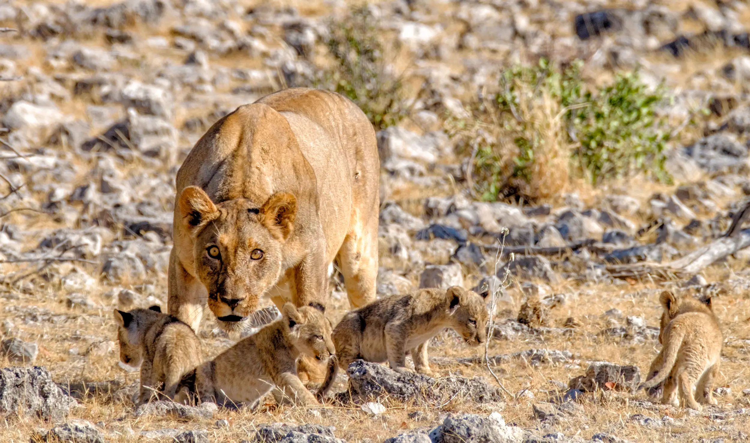 Mama Cat