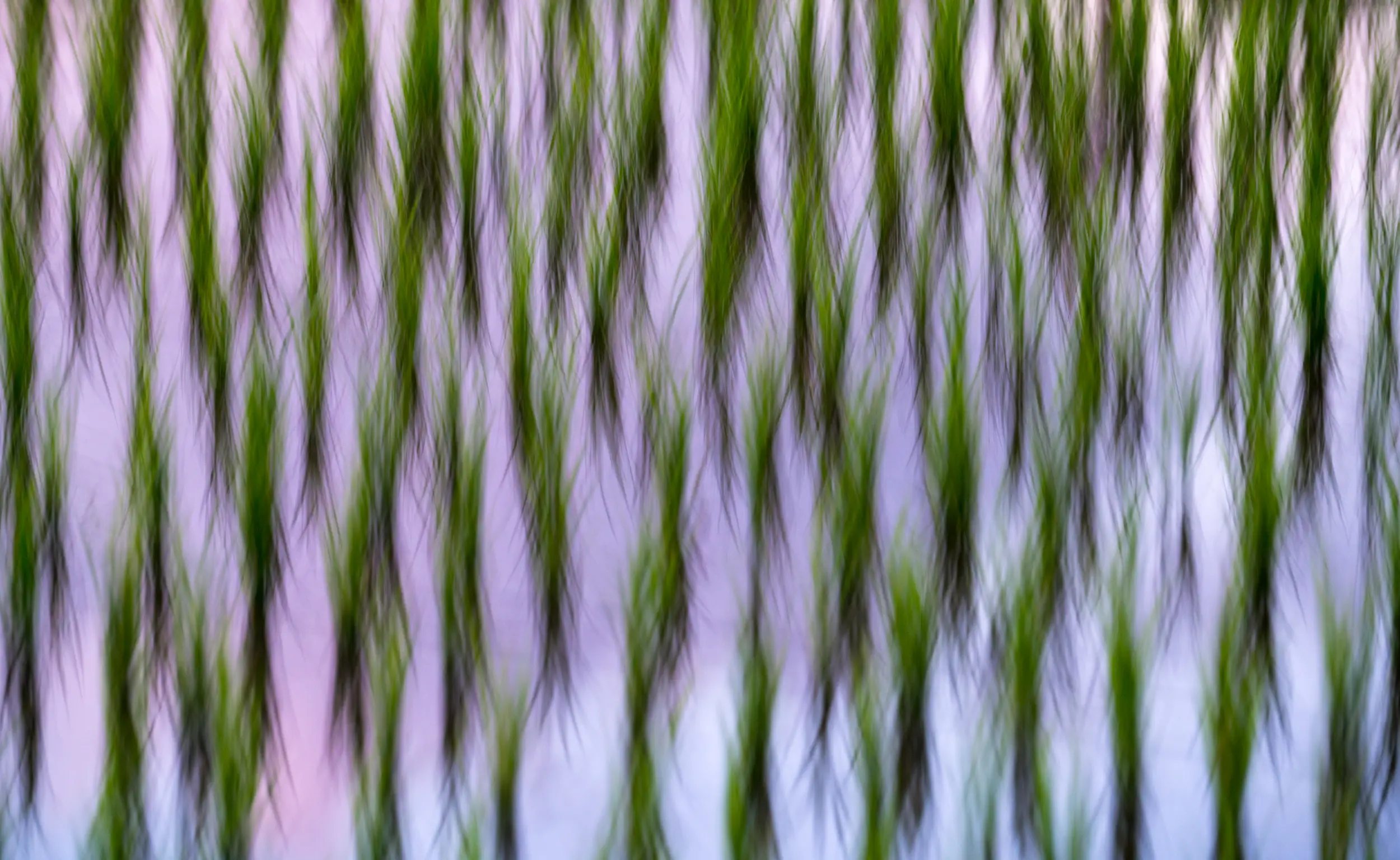 Rice Fields