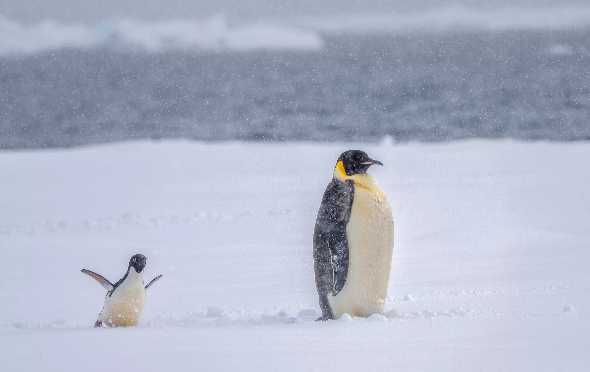 An animated Adelie penguin photo bombing a noble, stoic Emperor - an iceflow deep in the Weddell sea