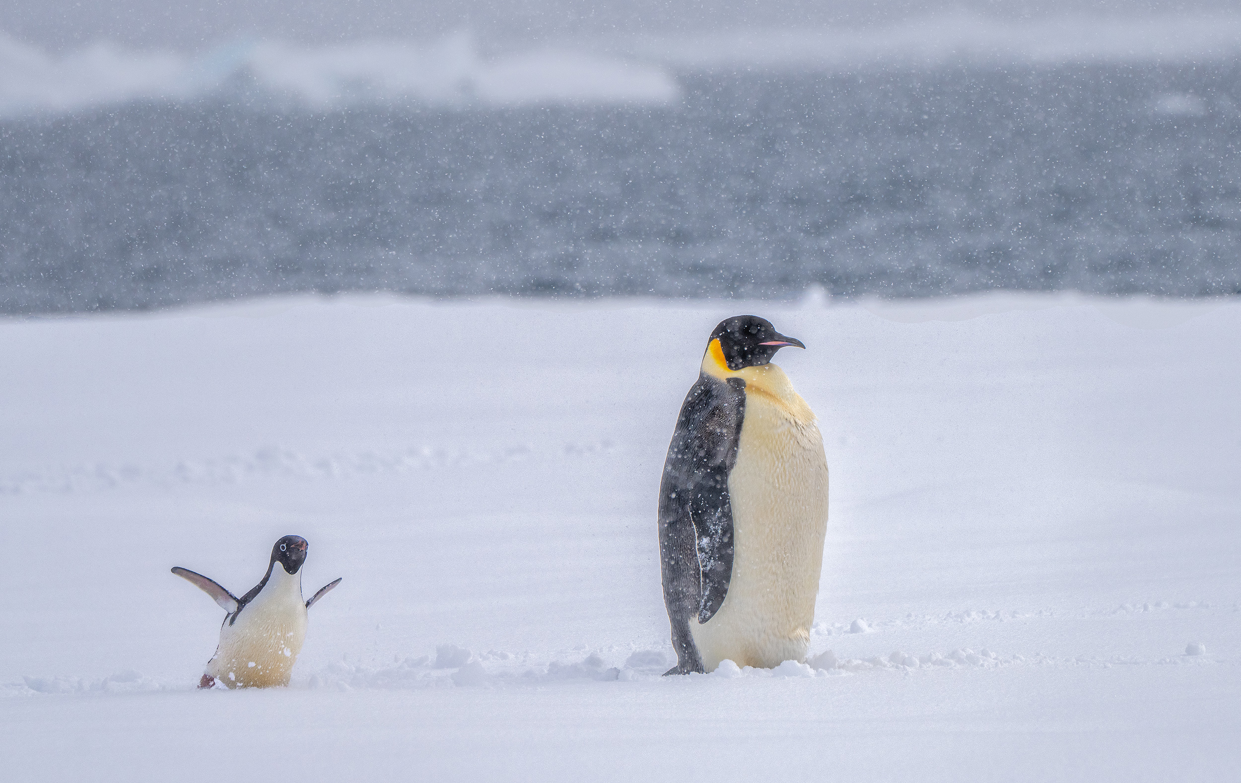 An animated Adelie penguin photo bombing a noble, stoic Emperor - an iceflow deep in the Weddell sea