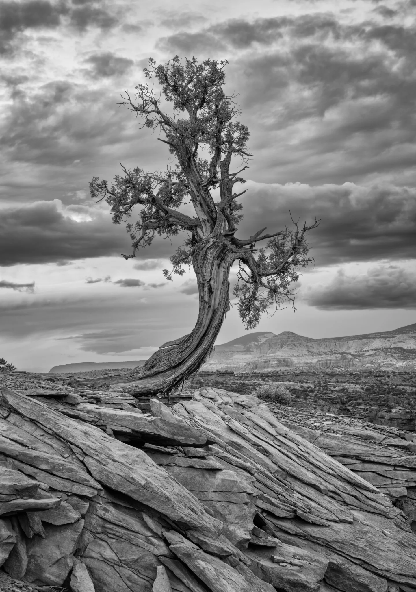 A beautiful little Juniper tree near the entrance to Capitol Reef National Park, outside Torrey, Utah