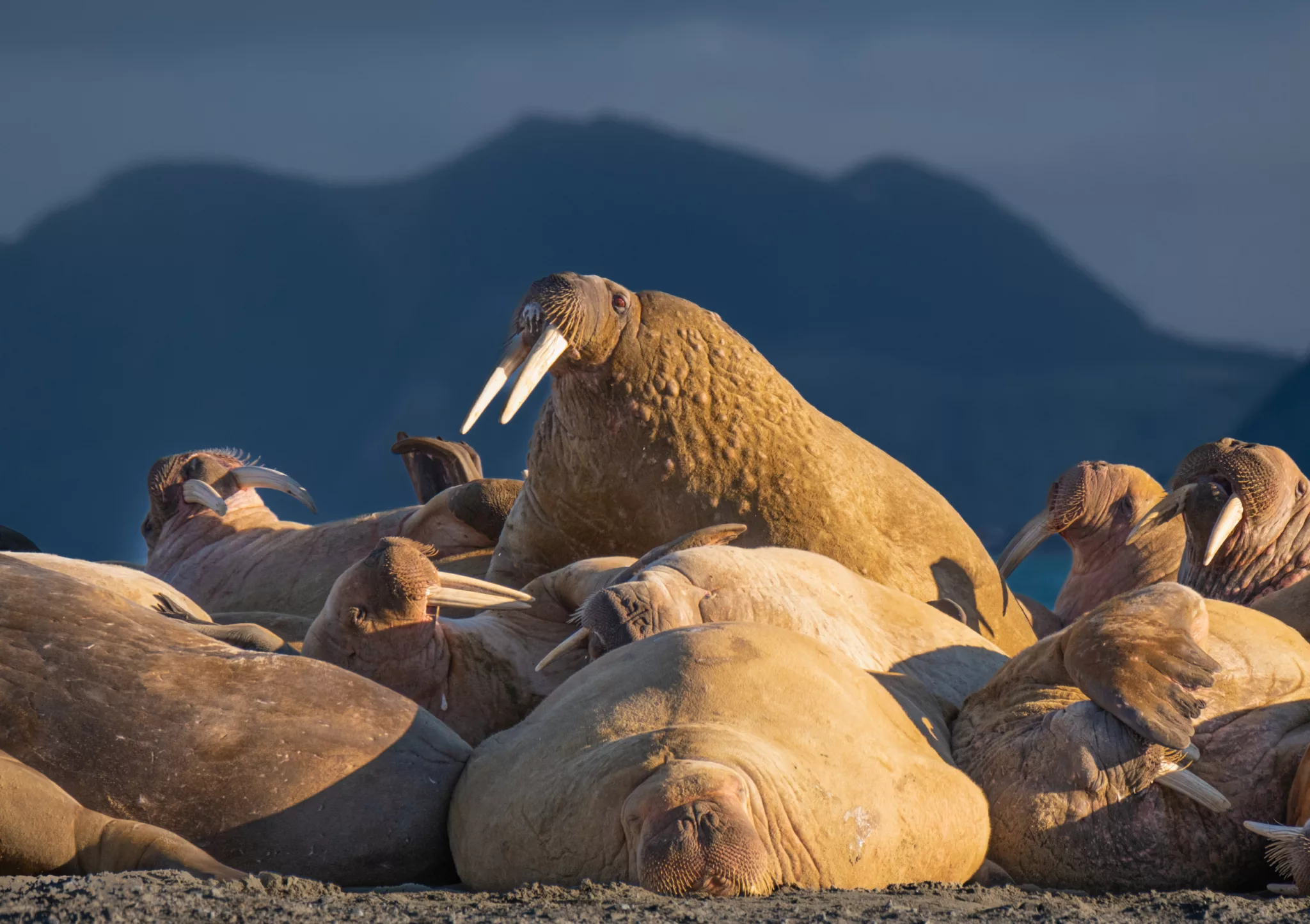 Small group of wallrus, keeping warm on a place known as "Fat City", where whalers were known to strip and process blubber from whales