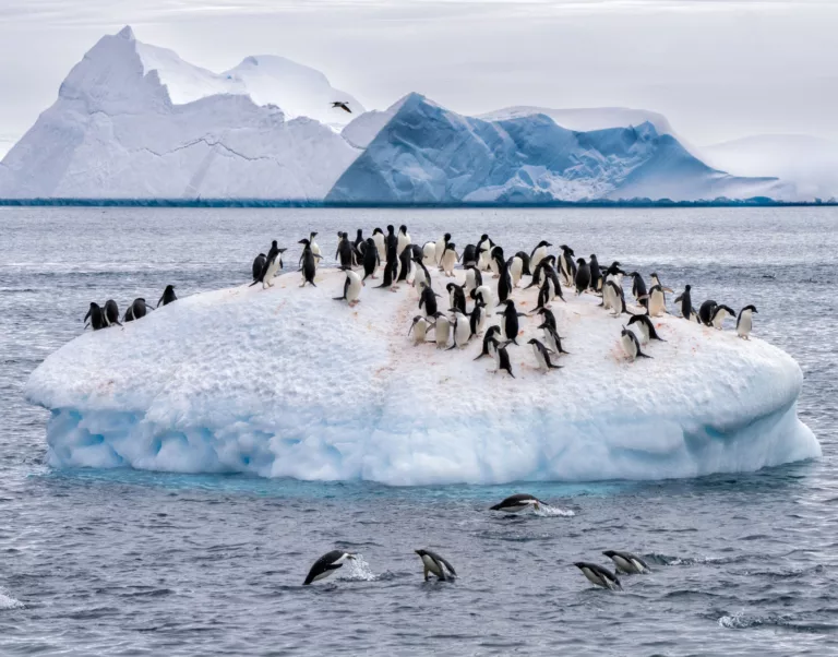 A small iceberg just off Paulet Island, part of the Antarctic Penninsula,  where 100,000 pairs of nesting Adelie Penguins build their nests, hatch their chicks, fish, swim and raise a ruckus.  It's an amazing (and olfactory) experience.