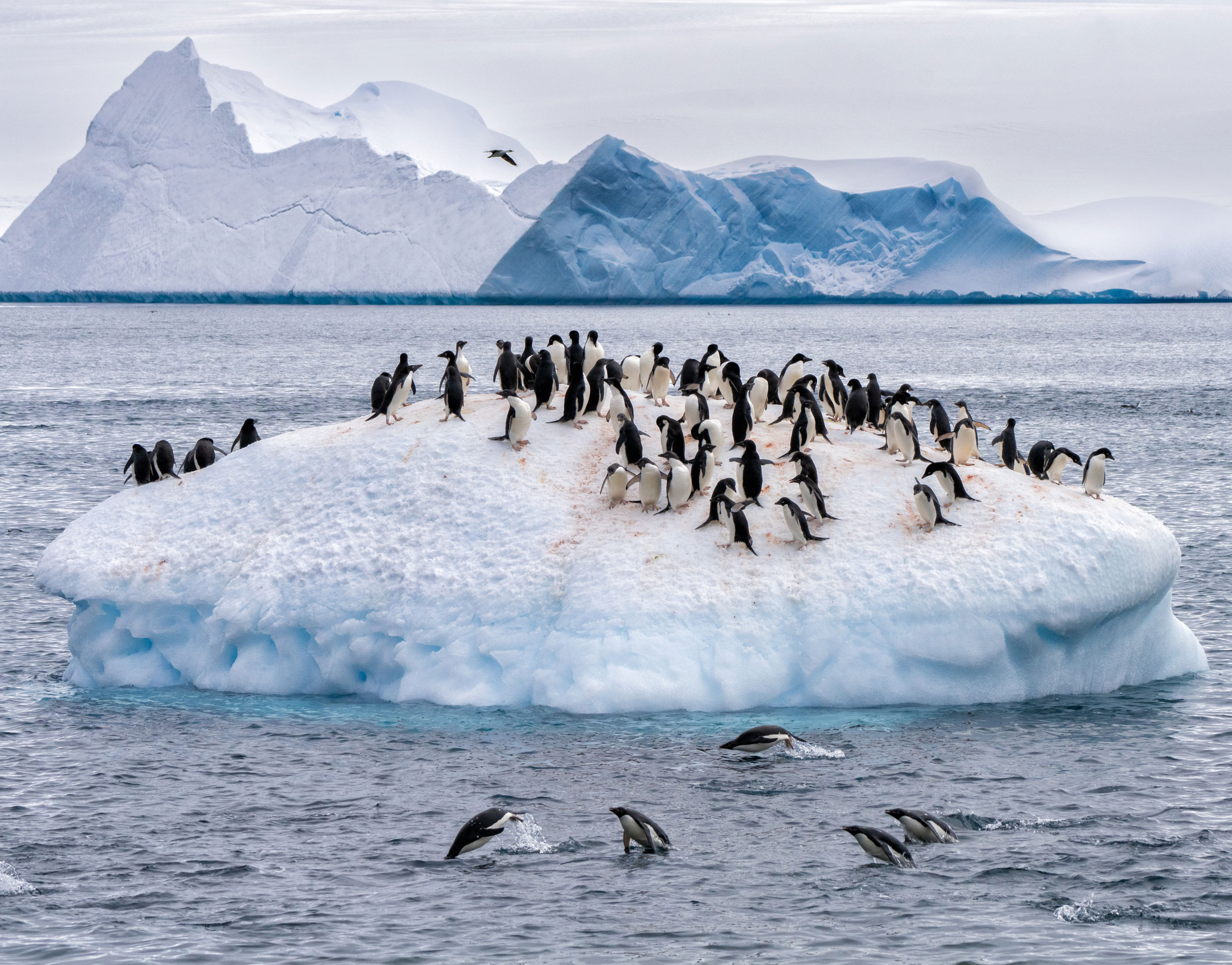A Paddle of Penguins