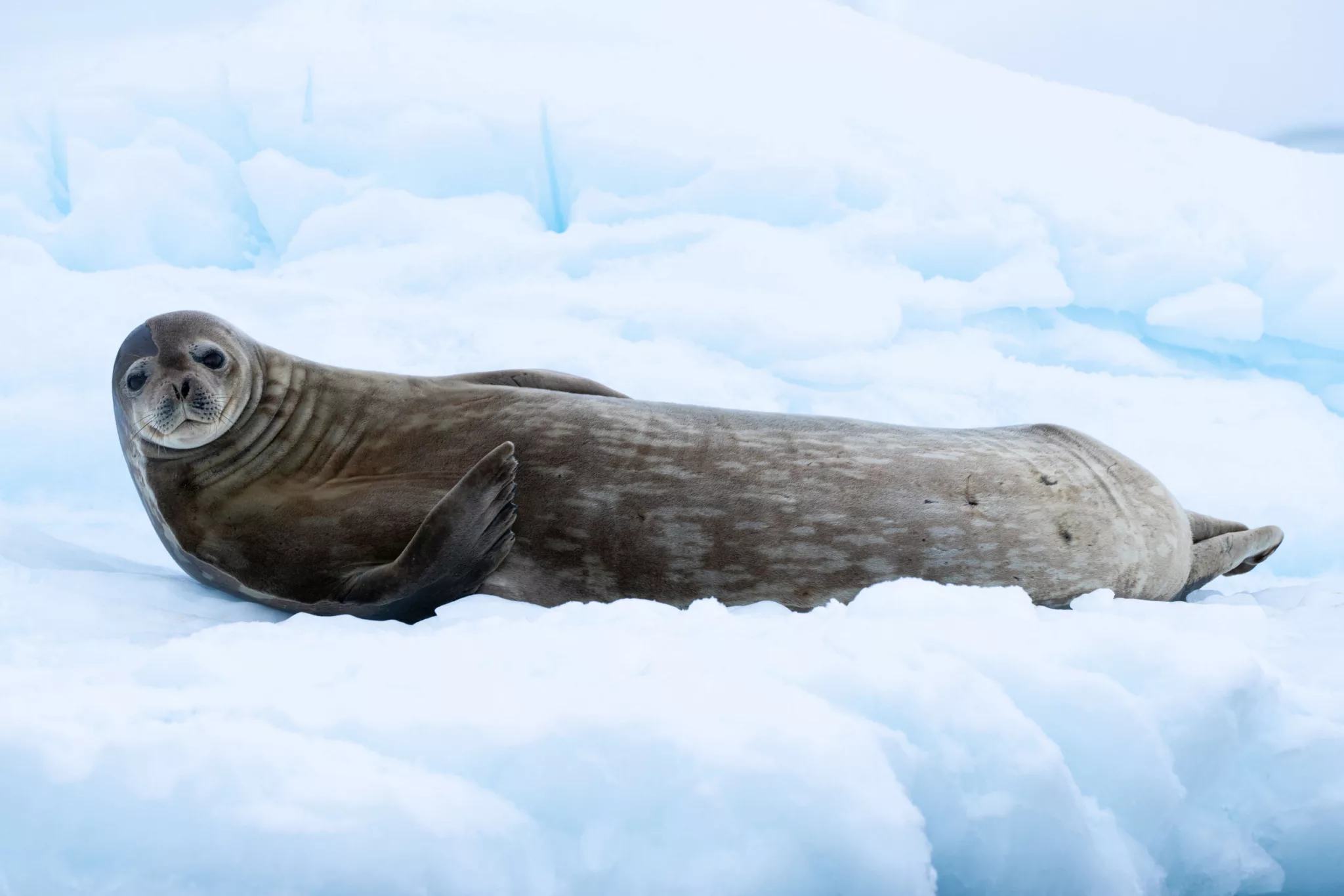 Female Weddell Seal in repose