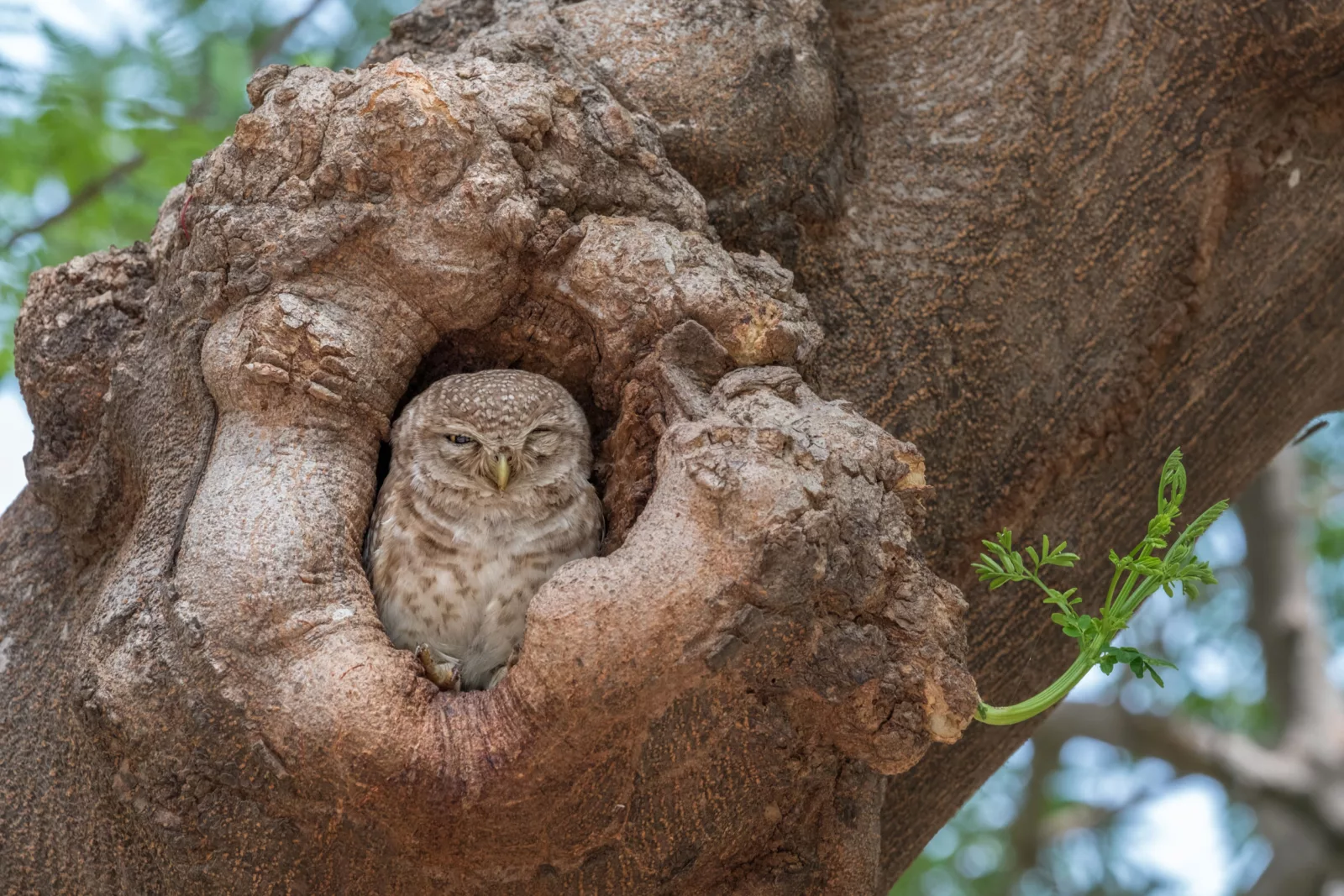Spotted Owl quietly observing the comings and goings on the grounds of the Taj Mahal