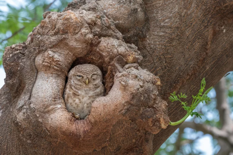 Spotted Owl quietly observing the comings and goings on the grounds of the Taj Mahal