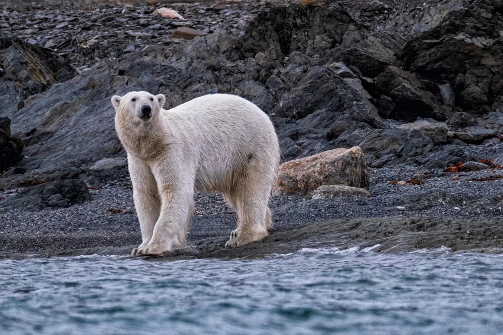 Young make Polar Bear in the wester fjords of Svalbard